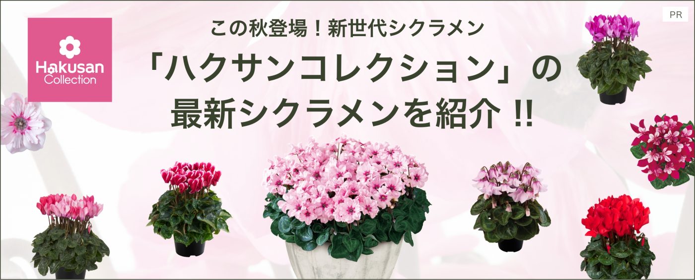 みんなの趣味の園芸 アンケートに答えてシクラメン2品種が100名に当たる