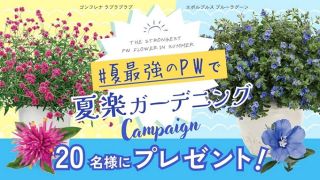 ゴンフレナ ラブラブラブ & エボルブルス ブルーラグーン 各1ポットが20名に当たる