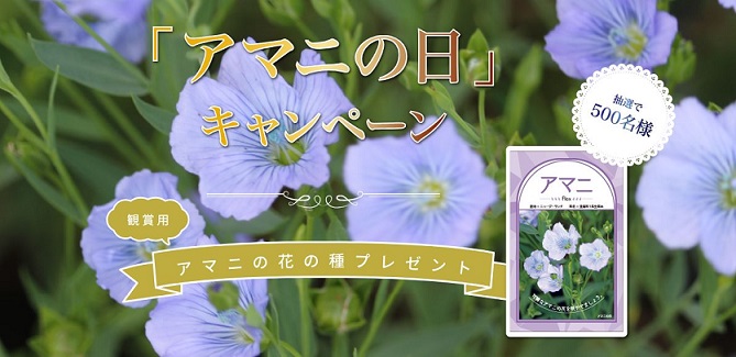 アマニの花の種(観賞用)が500名に当たる