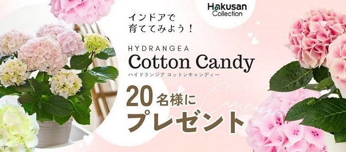 ハイドランジア コットンキャンディー 1ポットが20名に当たる