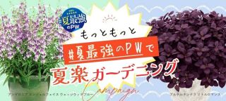 アンゲロニア エンジェルフェイス ウェッジウッドブルー & アルテルナンテラ リトルロマンス 各1ポットが20名に当たる
